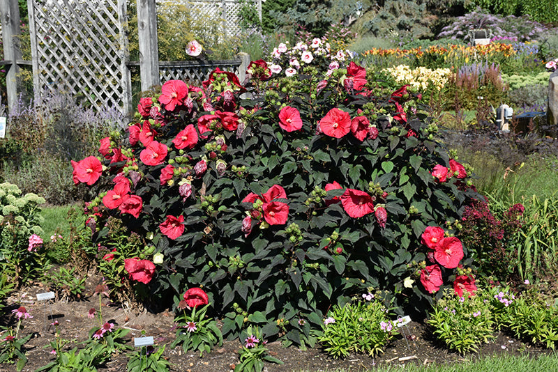 Mars Madness Rose Mallow (Hibiscus mars &