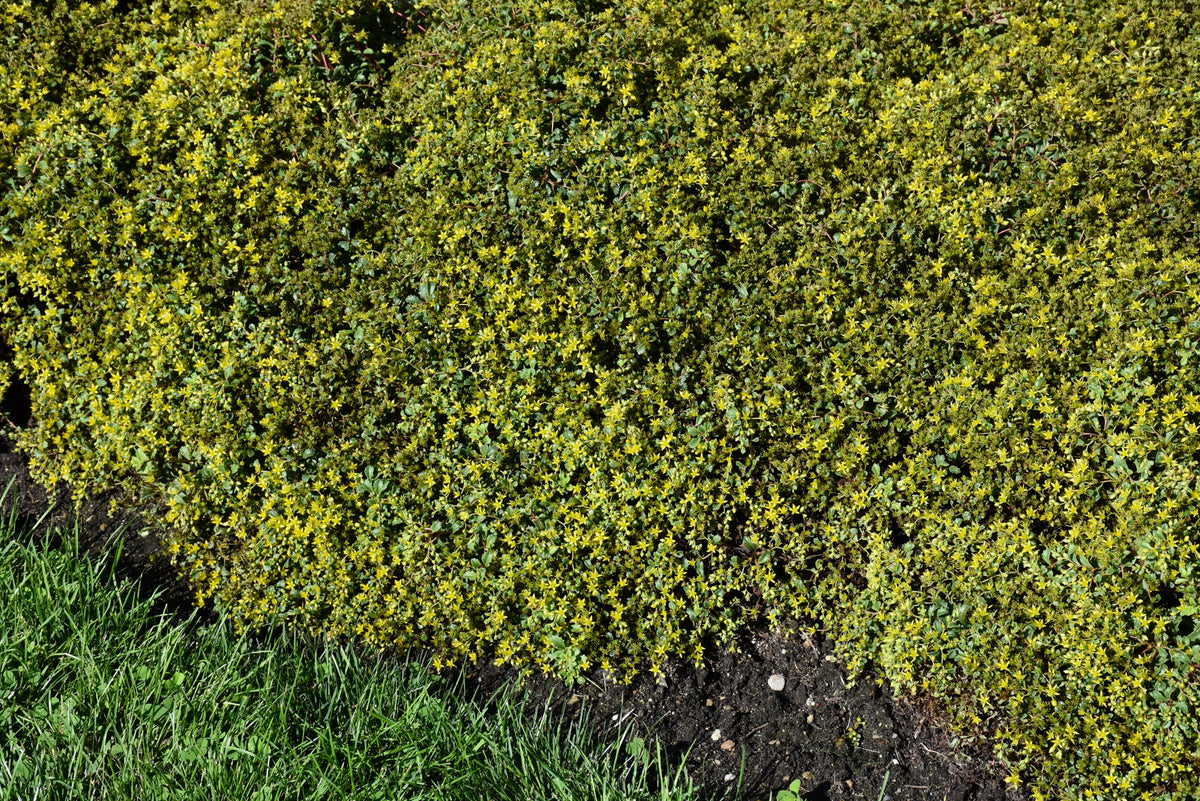 Little Miss Sunshine Stonecrop (Sedum little &