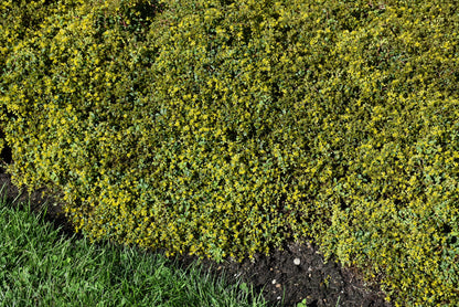 Little Miss Sunshine Stonecrop (Sedum little &