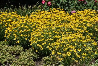 American Gold Rush Black-Eyed Susan (Rudbeckia x &