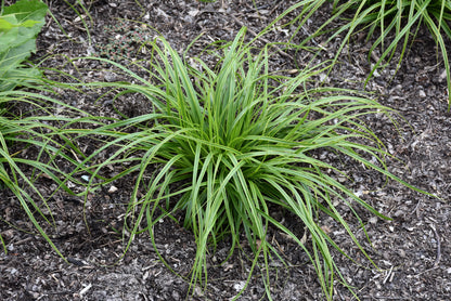 Evercolor® Everlime Japanese Sedge (Carex &