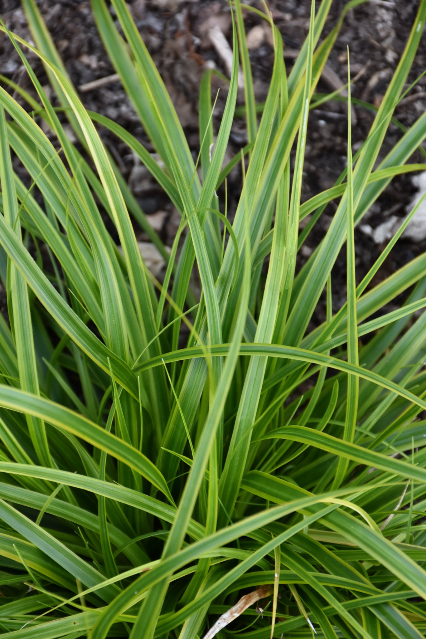 Evercolor® Everlime Japanese Sedge (Carex &