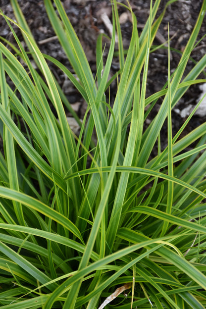 Evercolor® Everlime Japanese Sedge (Carex &