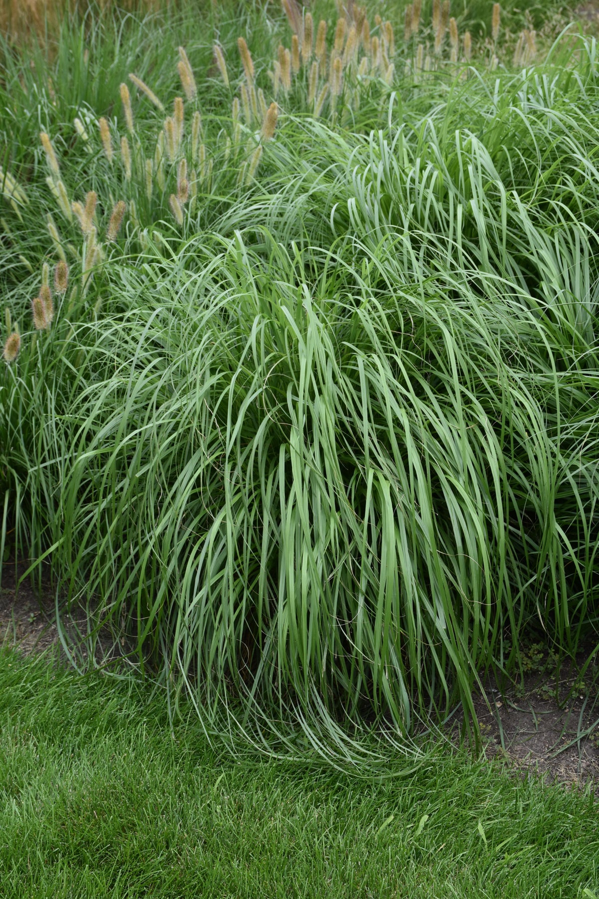 Jambalaya Fountain Grass (Pennisetum &