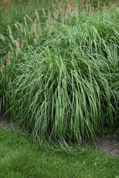 Jambalaya Fountain Grass (Pennisetum &