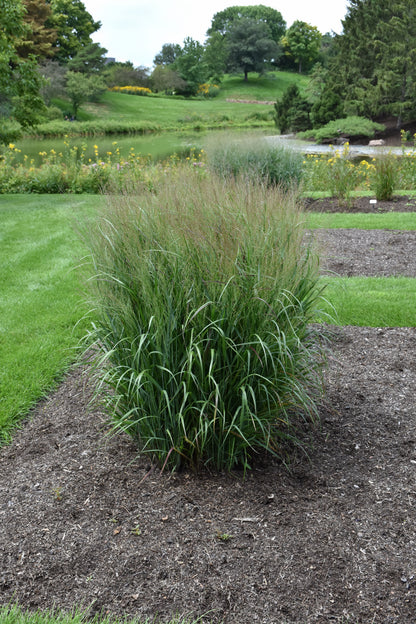 Dream Catcher® Smoky Rose® Switchgrass (Panicum virgatum ‘Dream Catcher Smoky Rose’) - 3 gallon