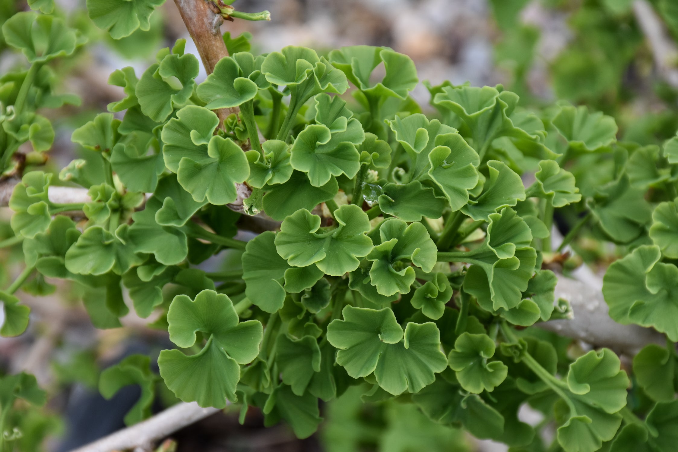 Mariken Ginkgo (Ginkgo biloba &