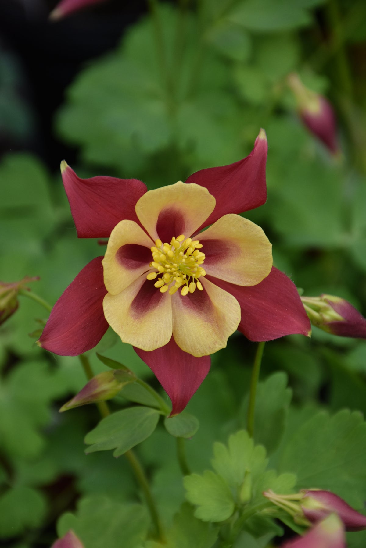 EarlyBird™ Red Yellow Columbine (Aquilegia &