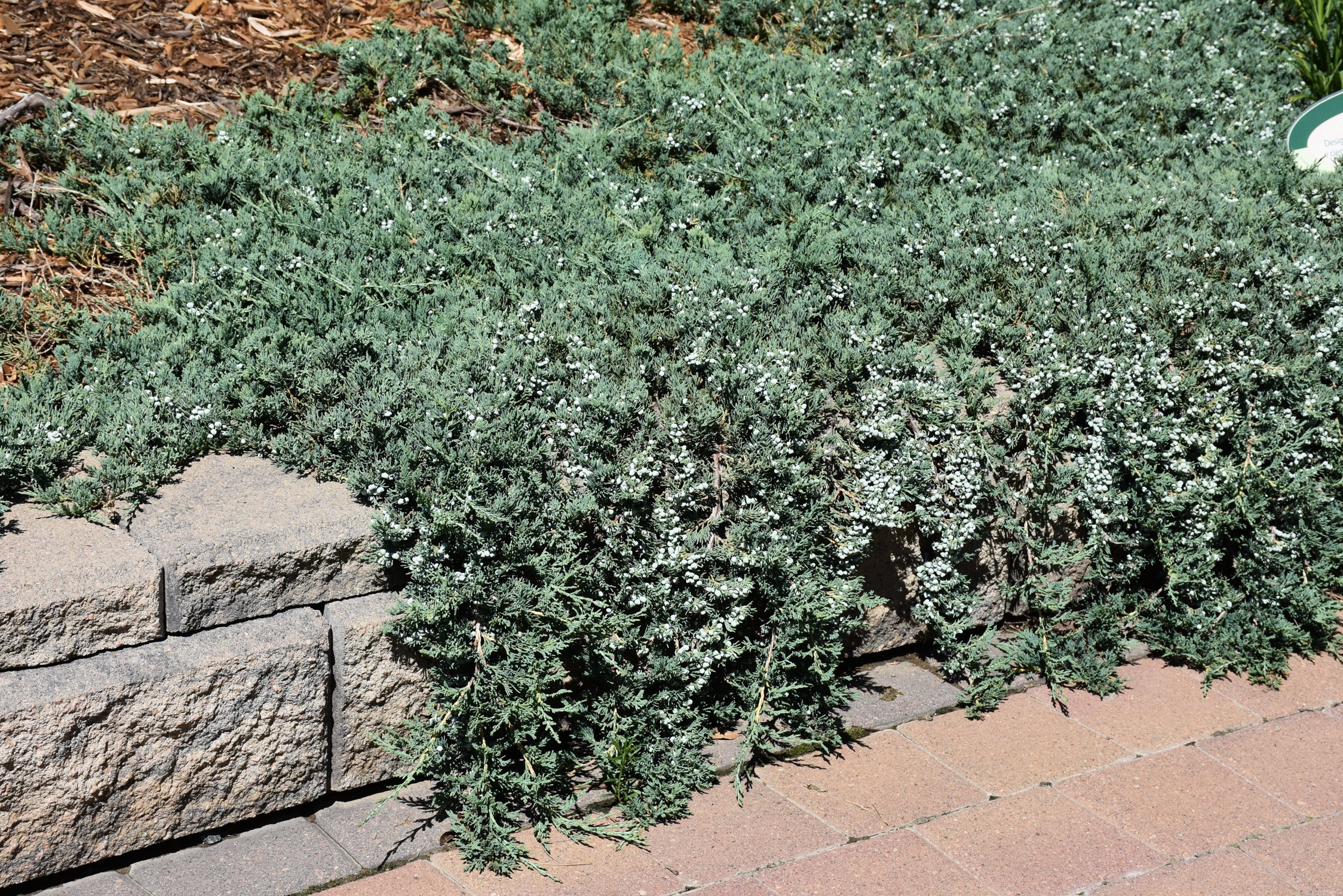 Blue Rug Juniper (Juniperus horizontalis &