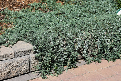Blue Rug Juniper (Juniperus horizontalis &