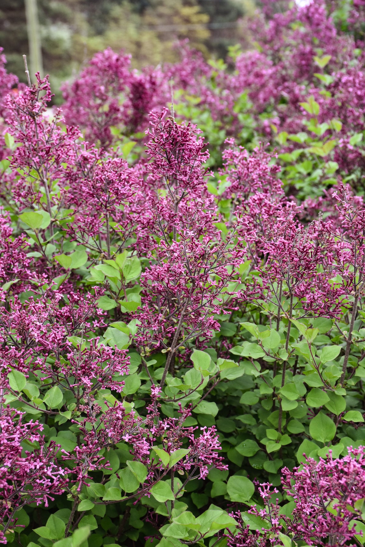 Bloomerang Ballet® Reblooming Lilac (Syringa &