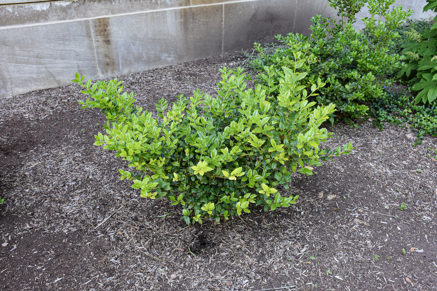 China Boy™ Meserve Holly (Ilex x meserveae &