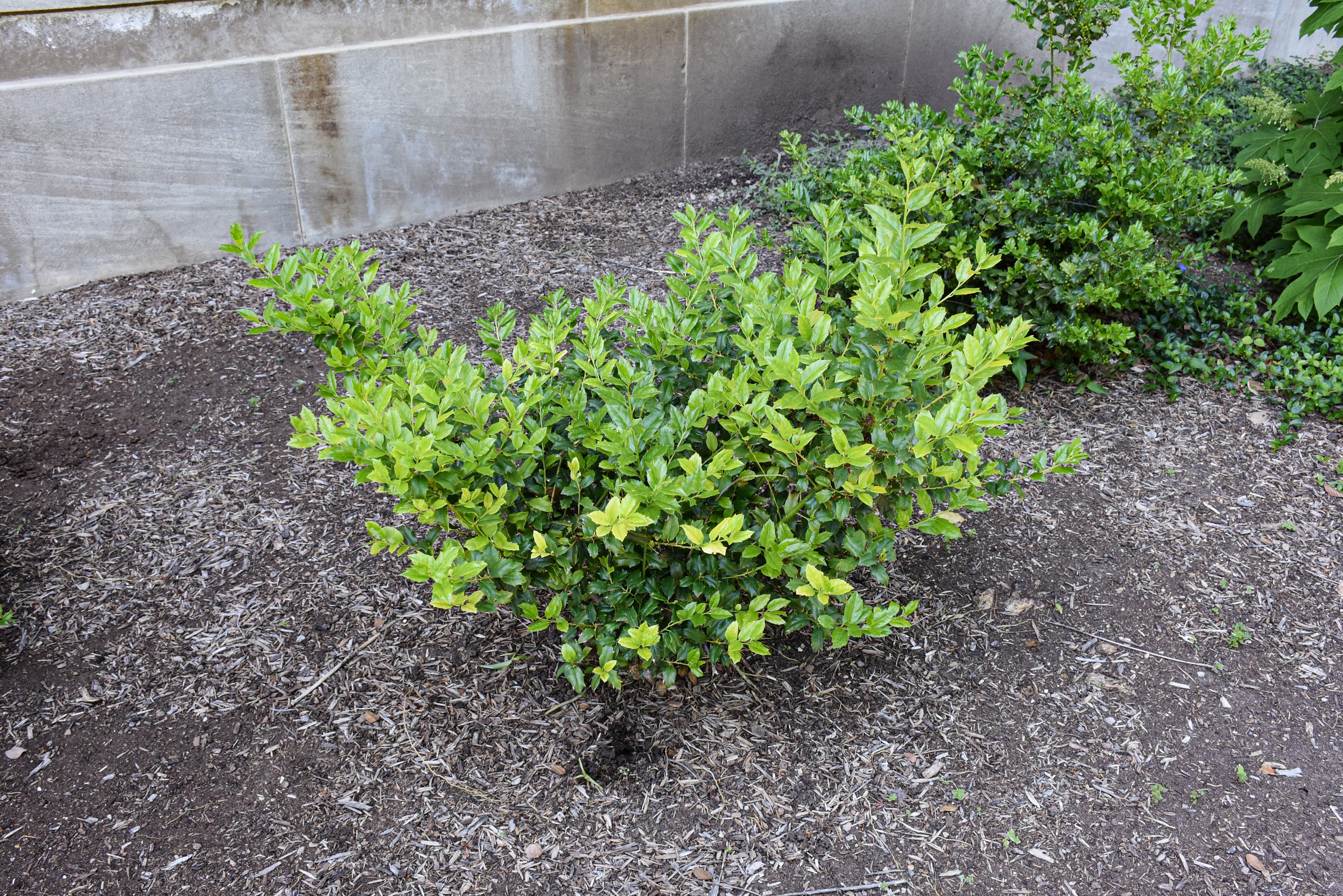 China Boy™ Meserve Holly (Ilex x meserveae &