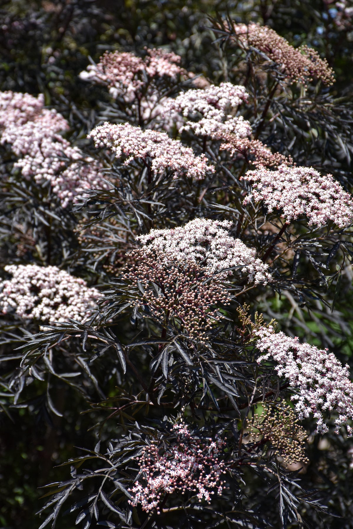 Black Lace® Elderberry (Sambucus nigra &