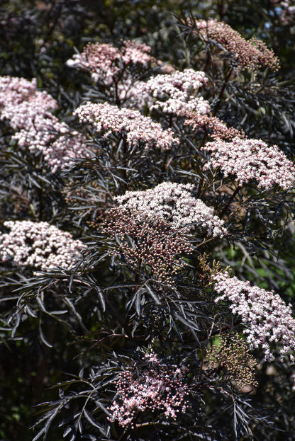 Black Lace® Elderberry (Sambucus nigra &