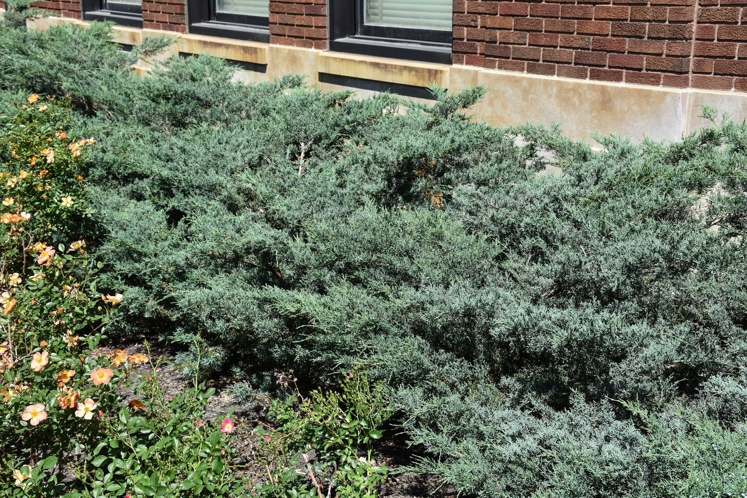 Grey Owl Juniper (Juniperus virginiana &