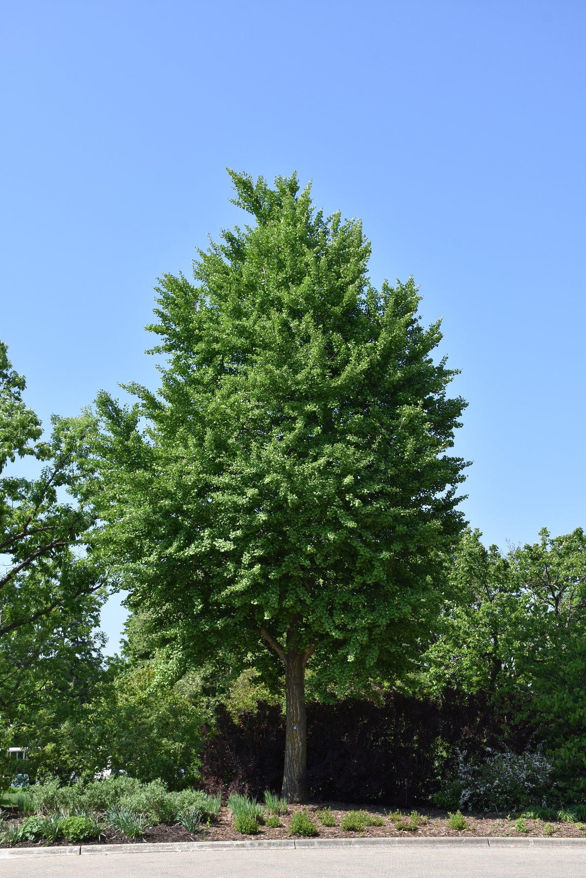 Maidenhair Tree (Ginkgo biloba) - 3 gallon TREE