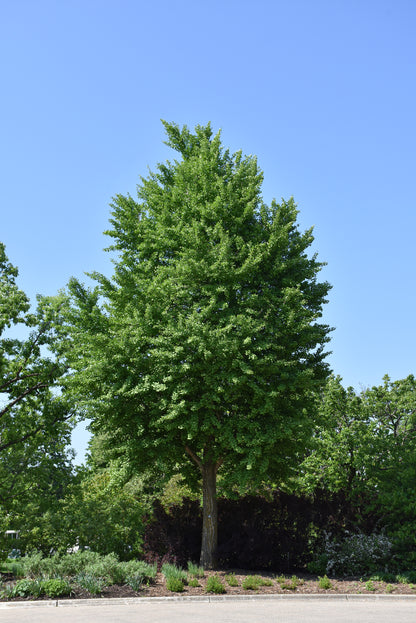 Maidenhair Tree (Ginkgo biloba) - 3 gallon TREE