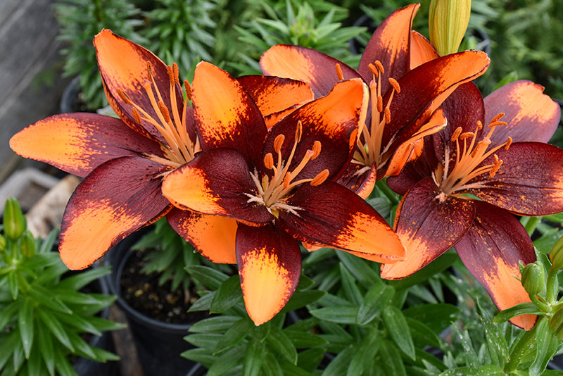 Tiny Lion Asiatic Lily (LILIUM ASIATIC TINY LION) - 1 gallon