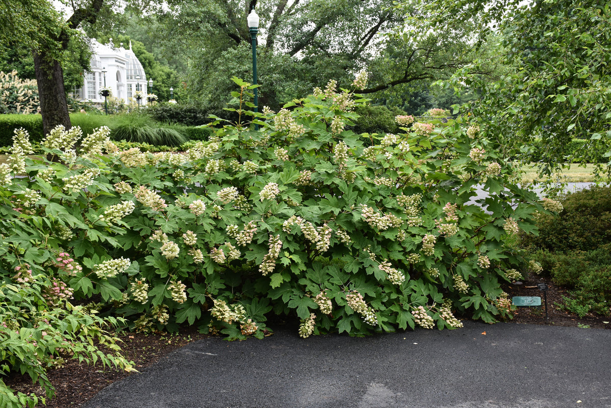 Ruby Slippers Oakleaf Hydrangea (Hydrangea quercifolia &
