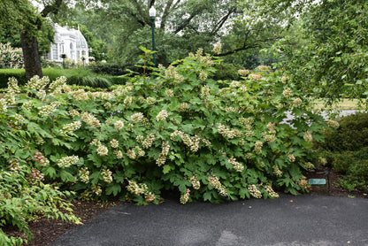 Ruby Slippers Oakleaf Hydrangea (Hydrangea quercifolia &