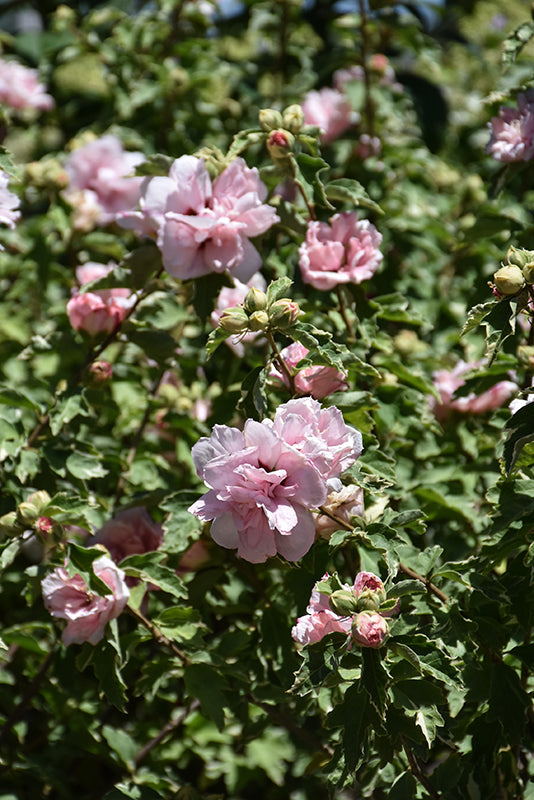 Sugar Tip® Rose of Sharon (Hibiscus syriacus &
