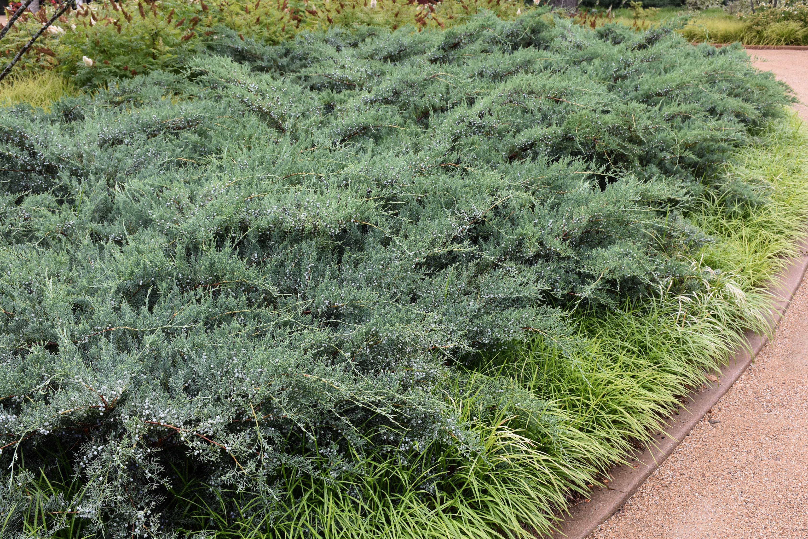 Grey Owl Juniper (Juniperus virginiana &