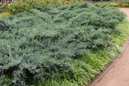 Grey Owl Juniper (Juniperus virginiana &