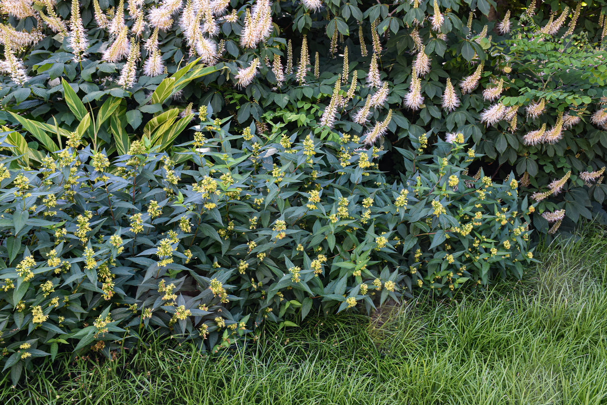Butterfly Bush Honeysuckle (Diervilla sessilifolia &