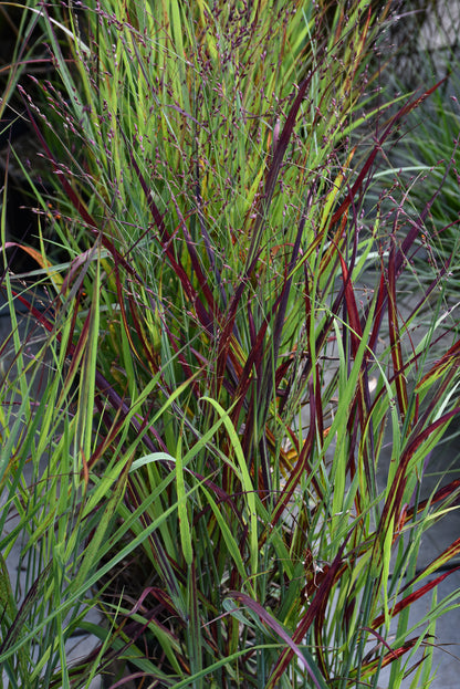 Shenandoah Switch Grass (Panicum virgatum &