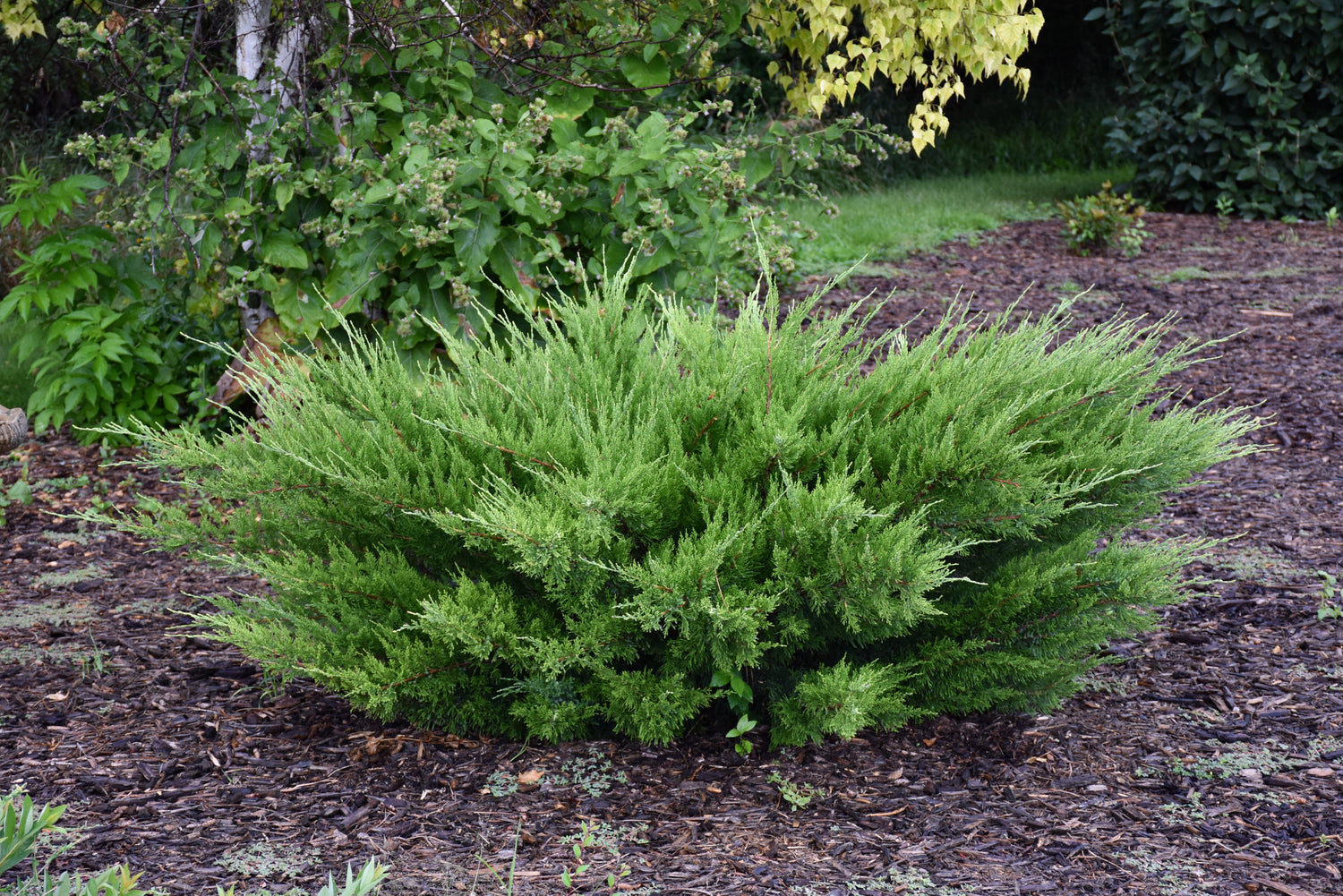 Sea Green Juniper (Juniperus chinensis &