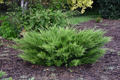 Sea Green Juniper (Juniperus chinensis &