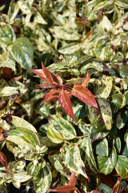 PAISLEY PUP® Leucothoe (Leucothoe fontanesiana &