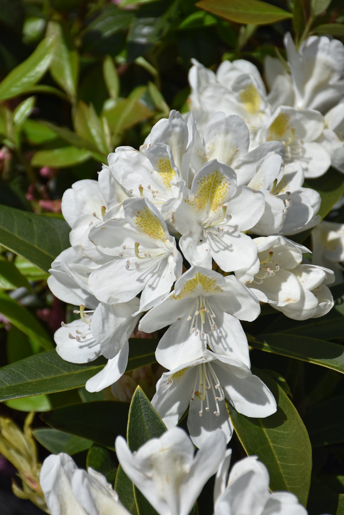 Chionoides Rhododendron (Rhododendron chionoides &