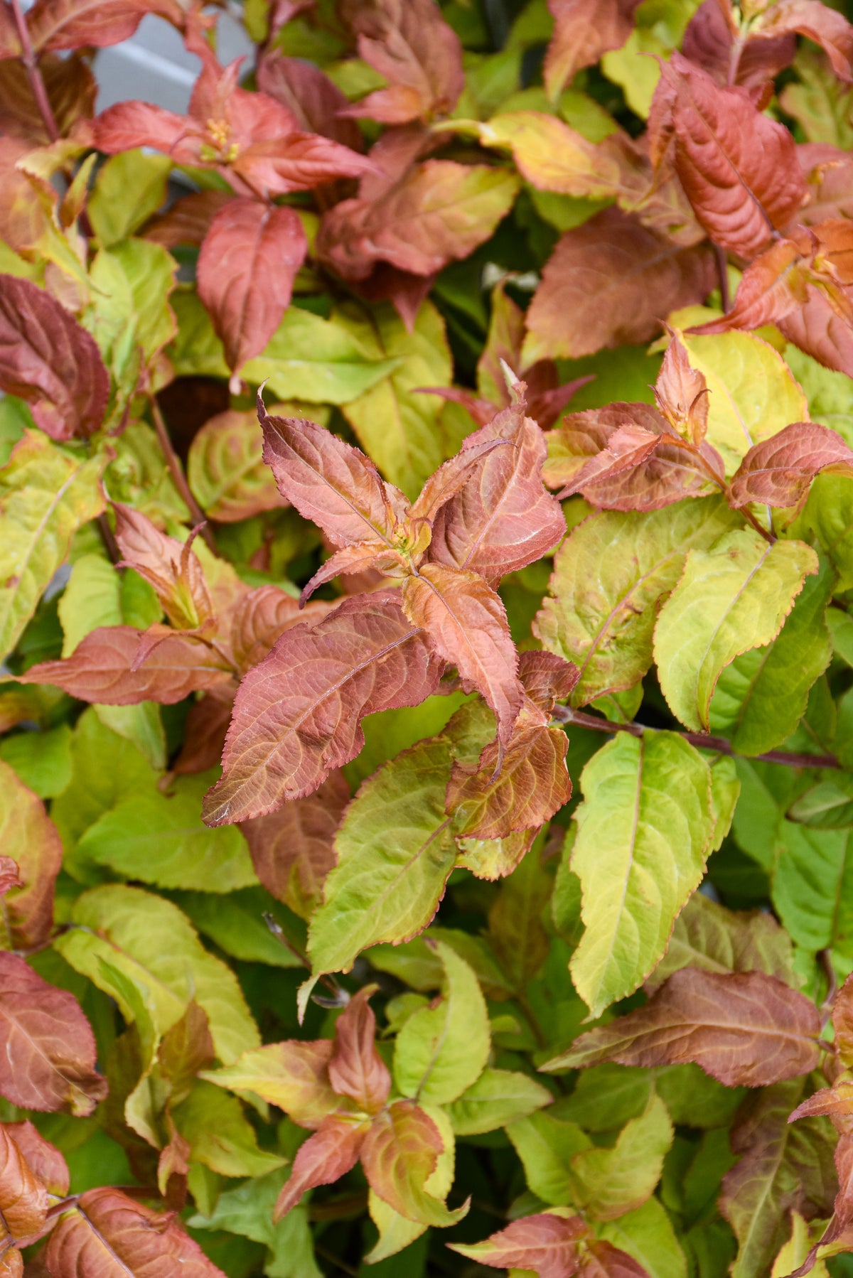 Kodiak Fresh® Honeysuckle (Diervilla sessilifolia &
