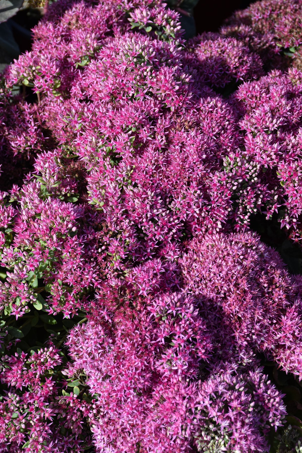 Mr. Goodbud Stonecrop (Sedum x &