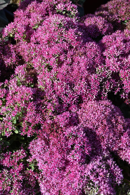 Mr. Goodbud Stonecrop (Sedum x &