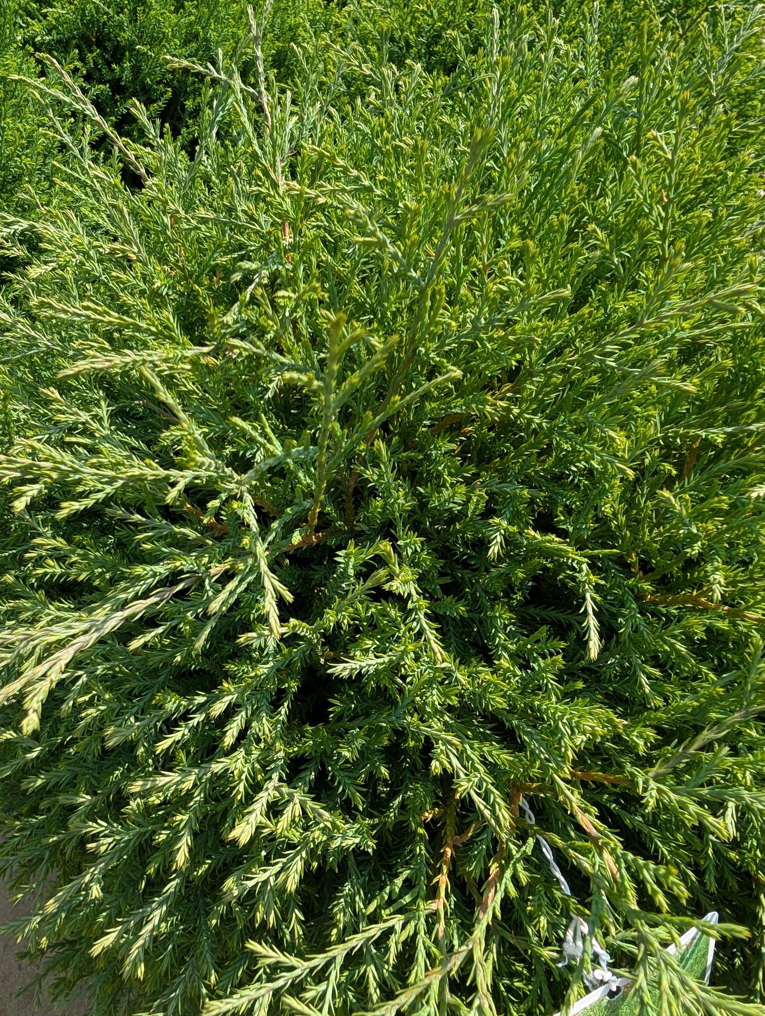 Mr. Bowling Ball™ Arborvitae (Thuja occidentalis &