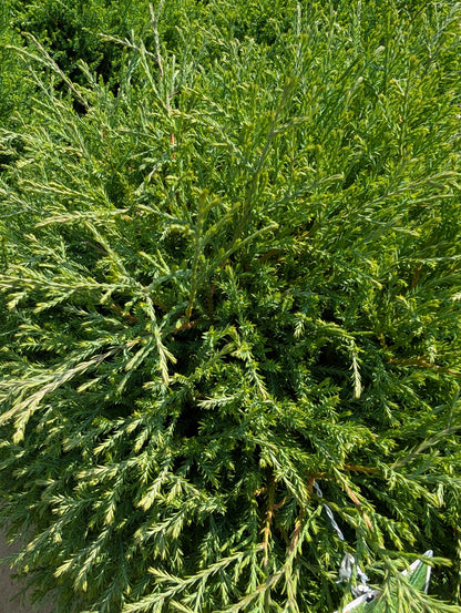 Mr. Bowling Ball™ Arborvitae (Thuja occidentalis &