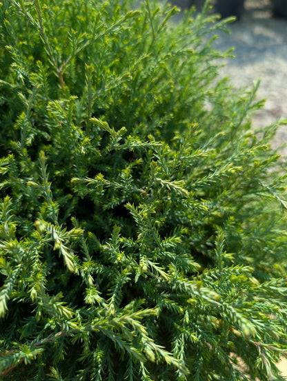 Mr. Bowling Ball™ Arborvitae (Thuja occidentalis &