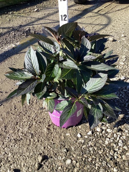 Eclipse® Bigleaf Hydrangea (Hydrangea macrophylla &