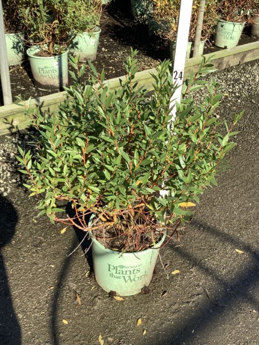 Winter Torch Willow (SALIX X. WINTER TORCH) - 3 gallon 12&quot;
