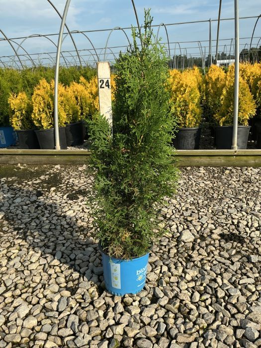 Private Jet™ Arborvitae
 (Thuja occidentalis &