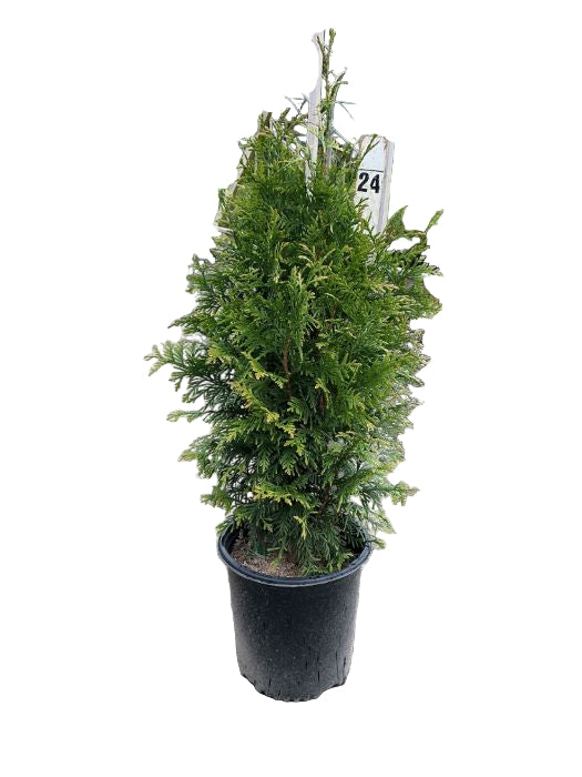 Northern Spire Western Arborvitae (THUJA PLICATA NORTHERN SPIRE) - 2 gallon 15&quot;