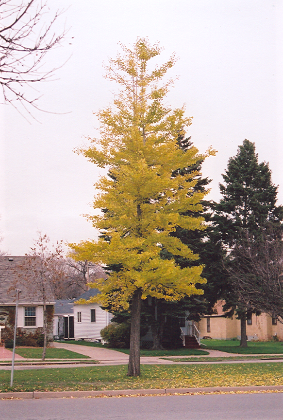 Princeton Sentry™ Ginkgo (Ginkgo biloba &