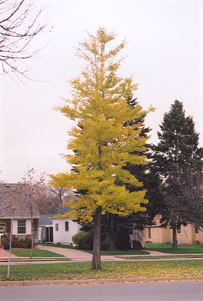 Princeton Sentry™ Ginkgo (Ginkgo biloba &