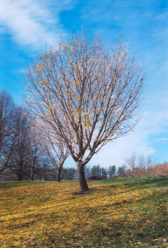 Autumn Gold Ginkgo (Ginkgo biloba &