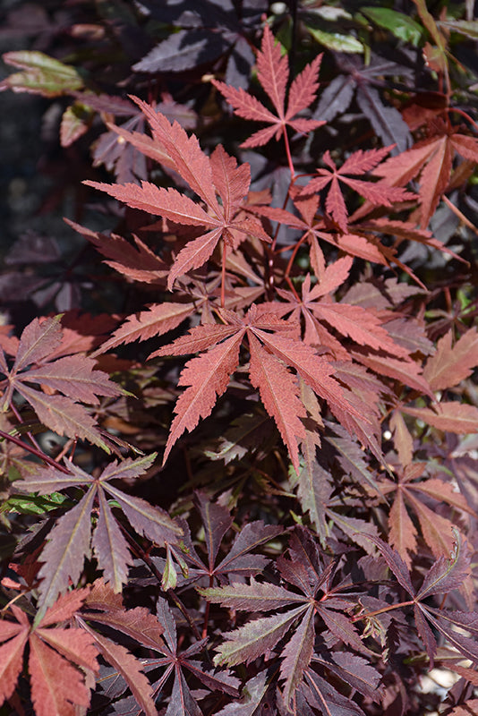 Red Leaf Japanese Maple (Acer palmatum &