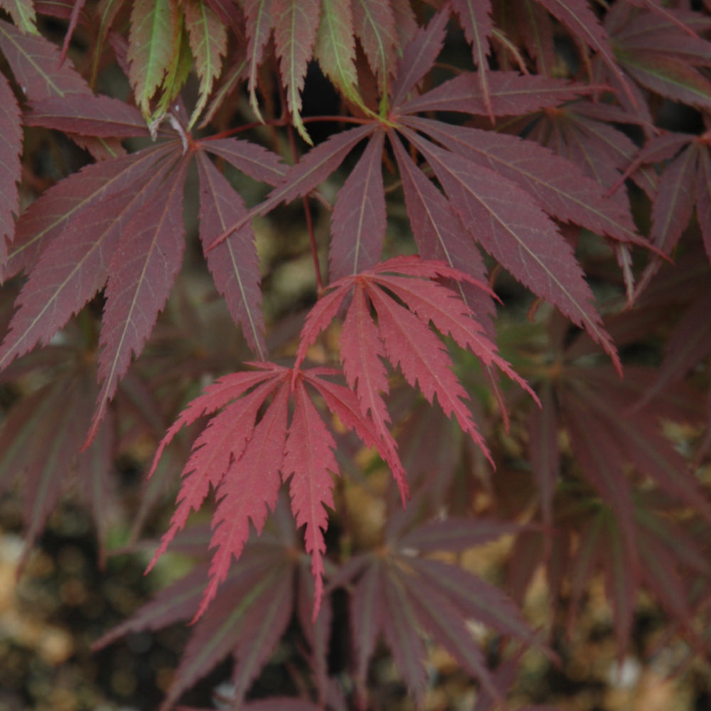 Burgundy Lace Japanese Maple (ACER PA. BURGUNDY LACE) 3 Gallon Pot,  24&quot; tall, low branch form