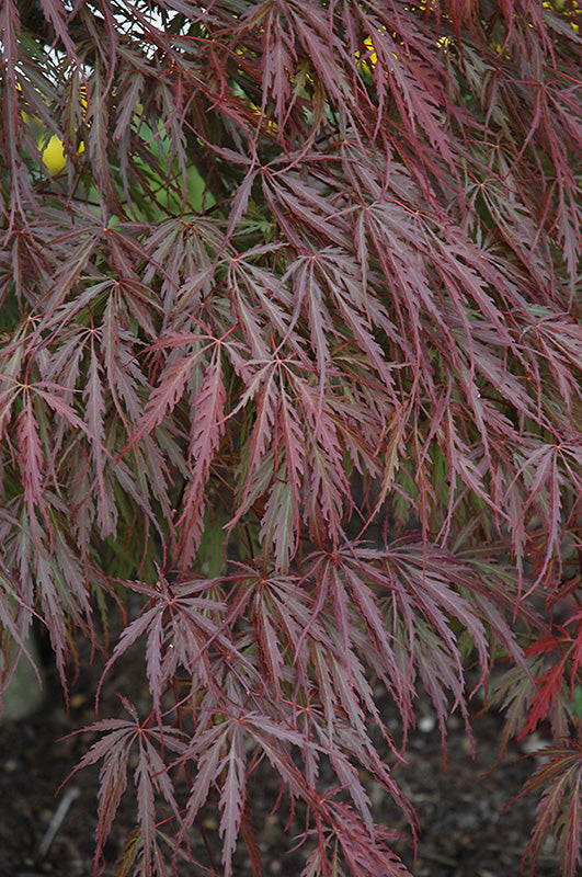 Tamukeyama Japanese Maple (Acer palmatum var. dissectum &